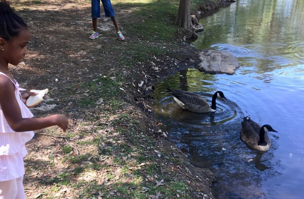 Feeding ducks at the pond
